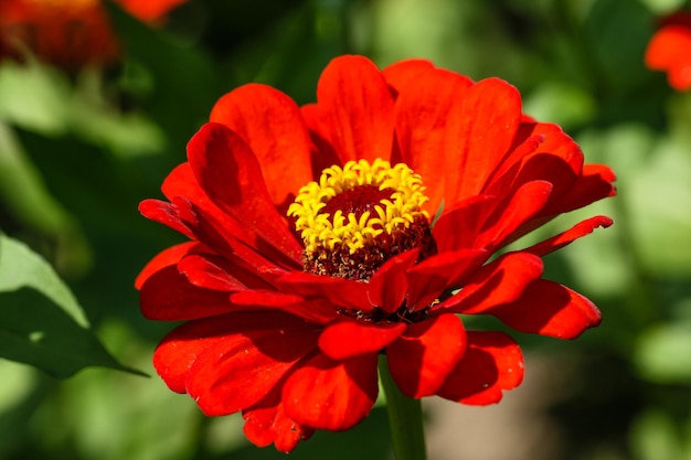 Fleur de champ rouge avec une abeille