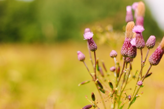 Photo fleur de chardon dans le pré. fleurs violettes ou roses avec duvet blanc sur une branche.