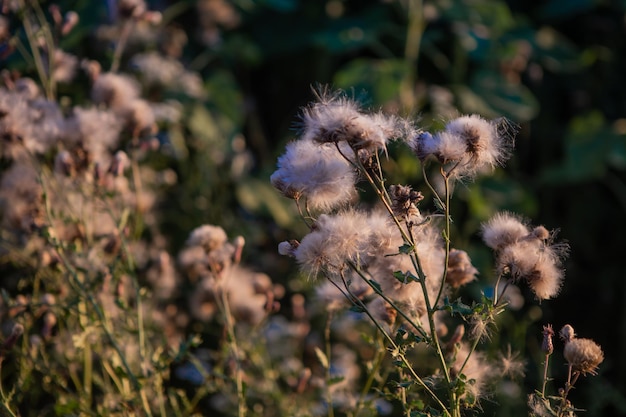 fleur de chardon, été sur un pré