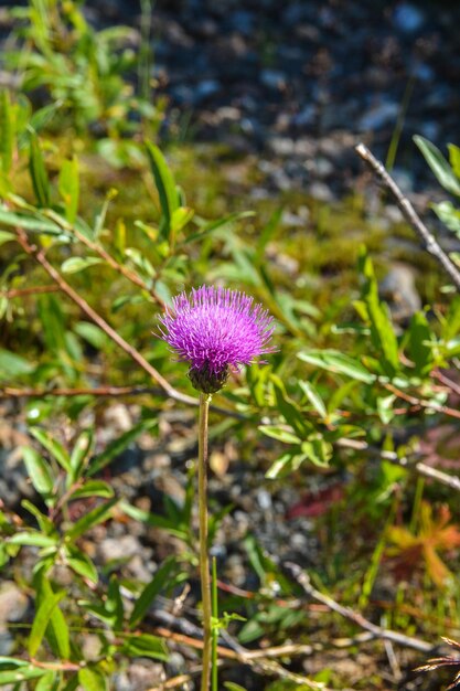 La fleur de chardon