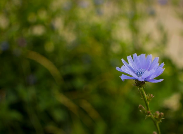 Fleur de chicorée au fond de la nature