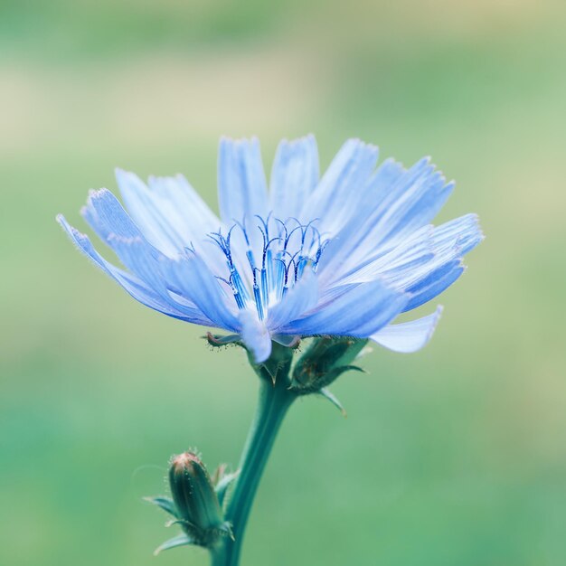 Fleur de chicorée dans la nature