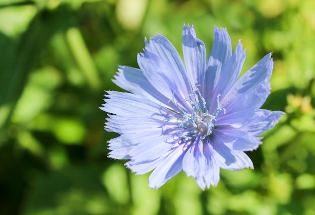 Fleur de chicorée sur fond d'herbe verte