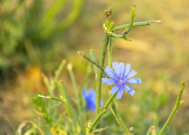 Fleur de chicorée médicale Substitut de café La chicorée fleurit dans le pré