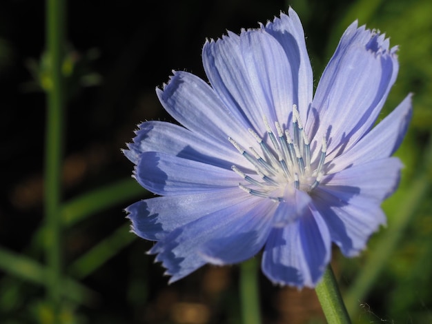 Fleur de chicorée