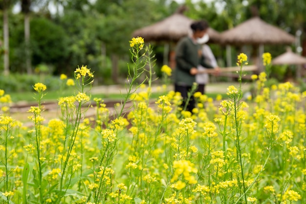 Fleur de chou chinois poussent dans une ferme.