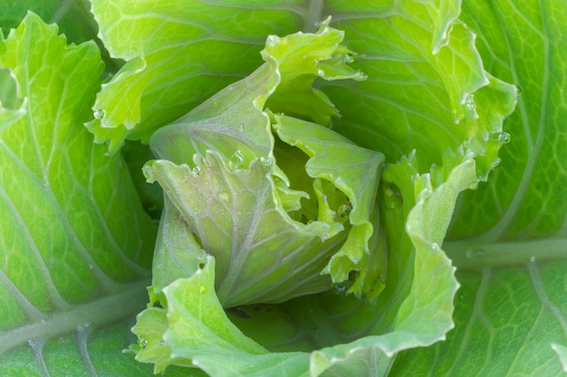 Fleur de chou dans une ferme biologique de jardin et d&#39;agriculture