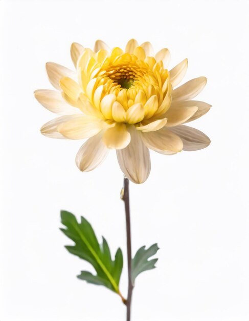 Fleur de chrysantème jaune isolée sur un fond blanc