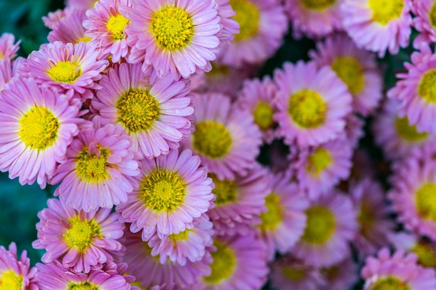 Fleur de chrysanthème automnale dans le jardin