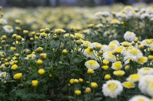 Fleur de chrysanthème biologique dans le comté de Tongluo Miaoli de Taiwanyellow florist's Daisy