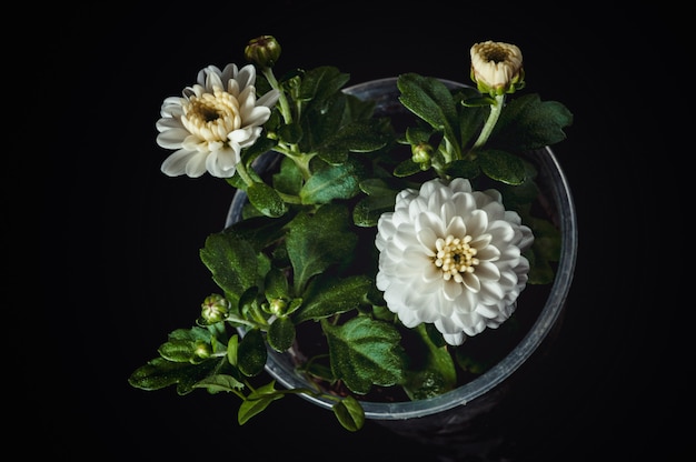 Une fleur de chrysanthème blanc et bourgeons dans une petite tasse en plastique.