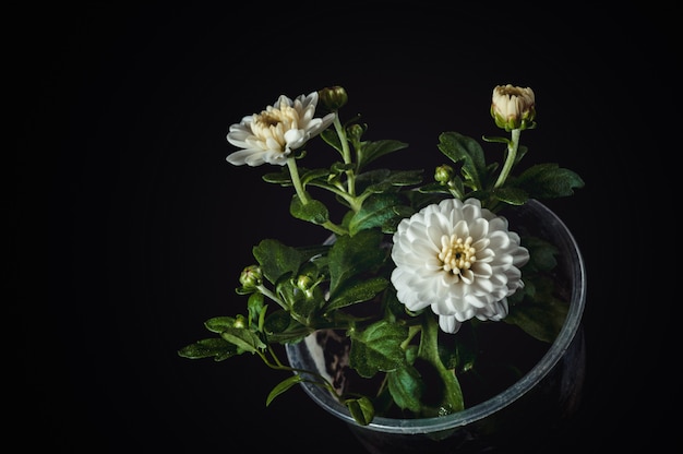 Une fleur de chrysanthème blanc et des boutons dans un petit gobelet en plastique.