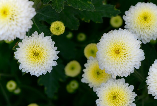 Fleur de chrysanthème blanc avec centre jaune sur la vue de dessus