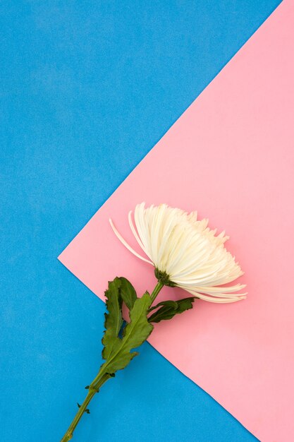 Fleur de chrysanthème blanc sur fond rose et bleu