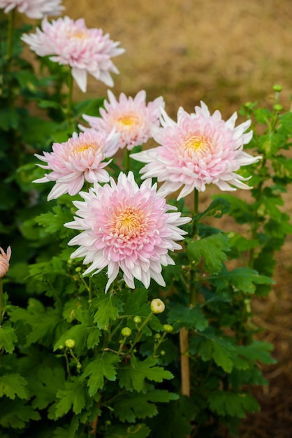 Fleur de chrysanthème blanc