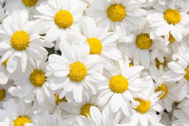 Fleur de chrysanthème blanc