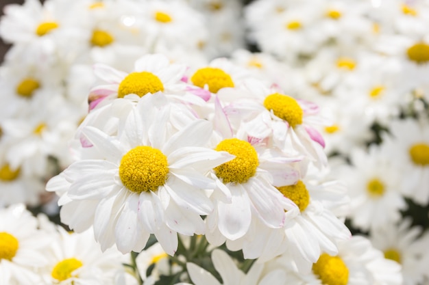 Fleur de chrysanthème blanc