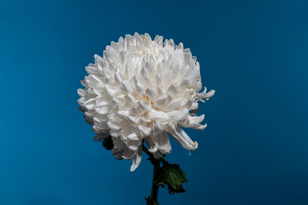 Fleur de chrysanthème blanche sur un fond bleu Gros plan de la tête de fleur