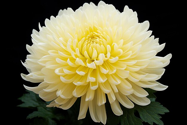 Fleur de chrysanthème blanche sur fond jaune