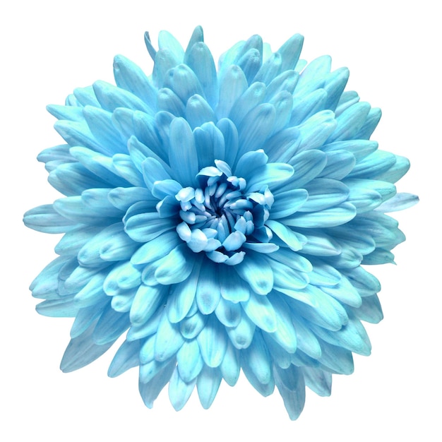 Fleur de chrysanthème bleu isolé sur fond blanc Objet motif floral Mise à plat Vue de dessus