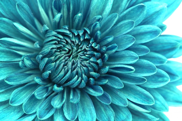 Fleur de chrysanthème bleu