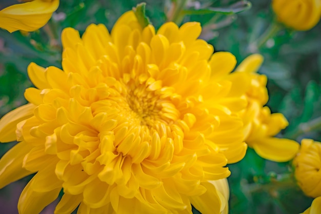 Fleur de chrysanthème colorée jaune et orange dans la ferme Gros plan de fleur de chrysanthème de couleur jaune Modèles naturels de pétales de fleurs Mise au point sélective utilisée