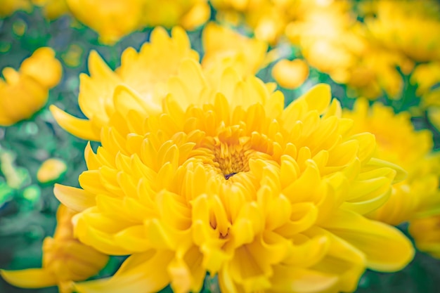 Fleur de chrysanthème colorée jaune et orange dans la ferme Gros plan de fleur de chrysanthème de couleur jaune Modèles naturels de pétales de fleurs Mise au point sélective utilisée