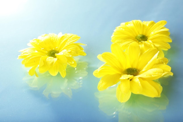 Fleur de chrysanthème flottante se bouchent