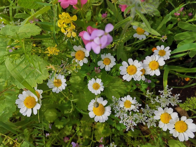 Fleur de chrysanthème sur un fond naturel