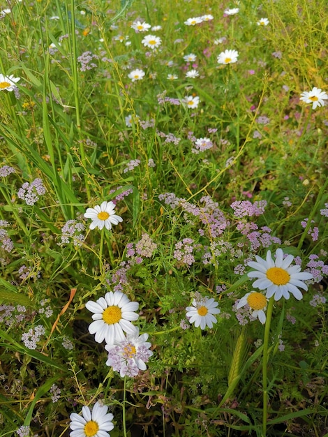 Fleur de chrysanthème sur un fond naturel