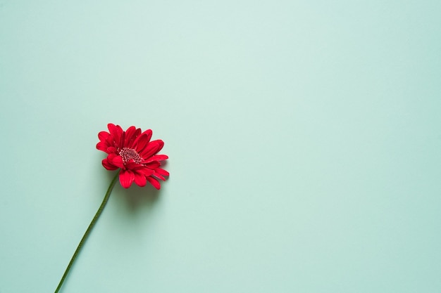 Fleur de chrysanthème sur un fond vert doux.