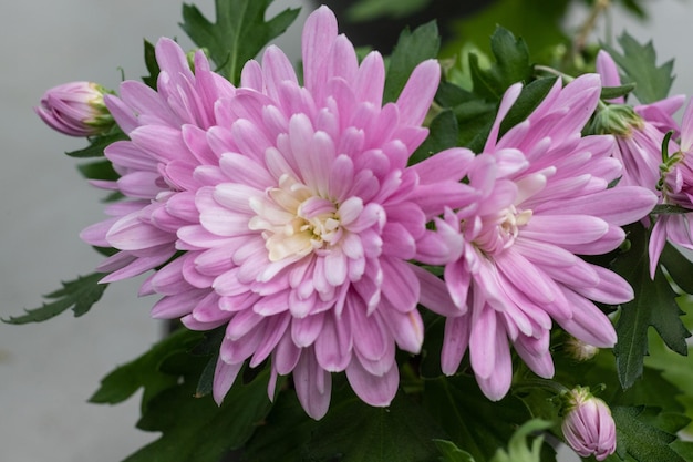 Fleur de chrysanthème en gros plan. Chrysanthèmes roses.