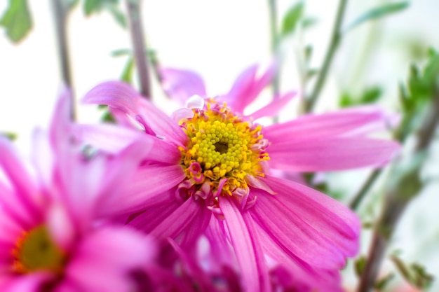 Fleur de chrysanthème de jardin d'automne