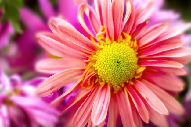 Fleur de chrysanthème de jardin d'automne