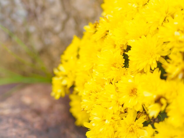 Fleur de chrysanthème jaune (Chrysanthemum morifolium) avec fond sombre.