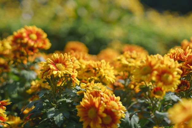 Photo fleur de chrysanthème jaune coloré