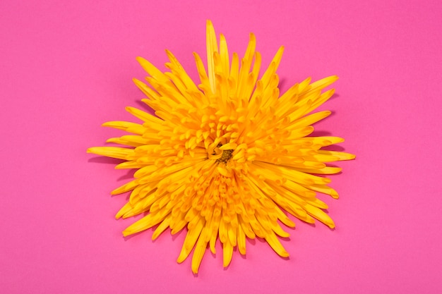 Fleur de chrysanthème jaune vif