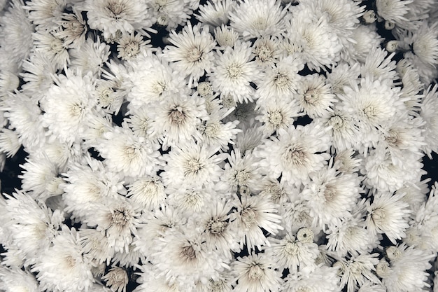 Fleur De Chrysanthème Avec Motif De Feuilles Fond Floral Coloré Comme Carte. Gros Plan Les Plantes De Chrysanthème Blanc Fleurissent Dans La Boutique De La Ferme Fleurie. Décorations D'automne.