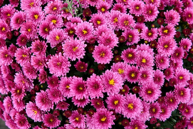 Fleur de chrysanthème avec motif de feuilles fond floral coloré comme carte. Gros plan des plantes de chrysanthème rose fleurissent dans la boutique de la ferme fleurie. Décorations d'automne.