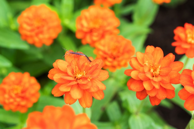 Fleur de chrysanthème orange fleurit dans le parc le matin