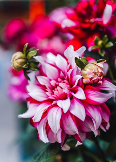 Fleur de chrysanthème de printemps en fleurs