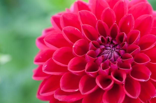 Fleur de chrysanthème romantique rouge en fleurs