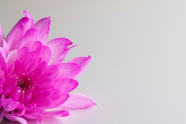 Fleur de chrysanthème rose magnifique sur fond blanc