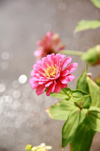 Fleur de chrysanthème rose.