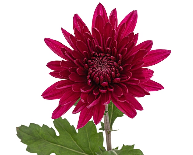 Fleur de chrysanthème rouge foncé isolé sur fond blanc