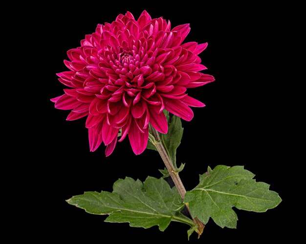 Fleur de chrysanthème rouge isolé sur fond noir