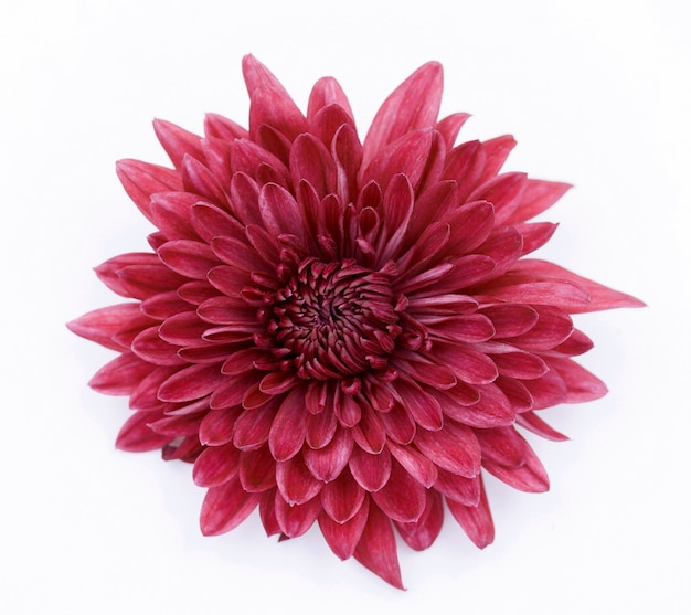 Fleur de chrysanthème rouge