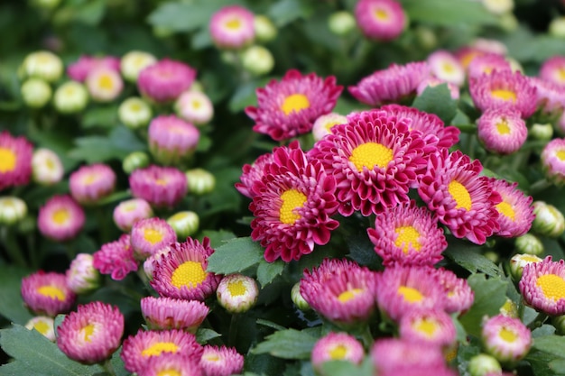 Fleur de chrysanthème en tropical