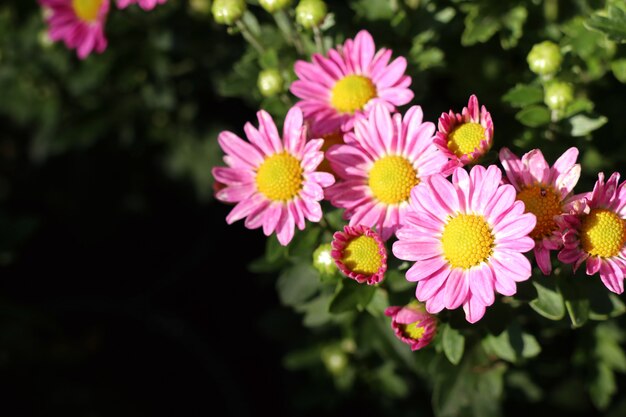 Fleur de chrysanthème en tropical