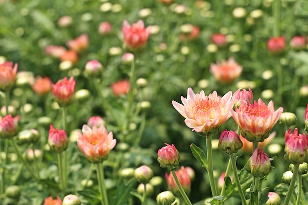 Photo fleur de chrysanthème en tropical